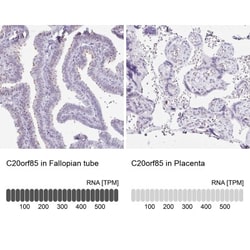 LLC1 Antibody, Novus Biologicals:Antibodies:Primary Antibodies